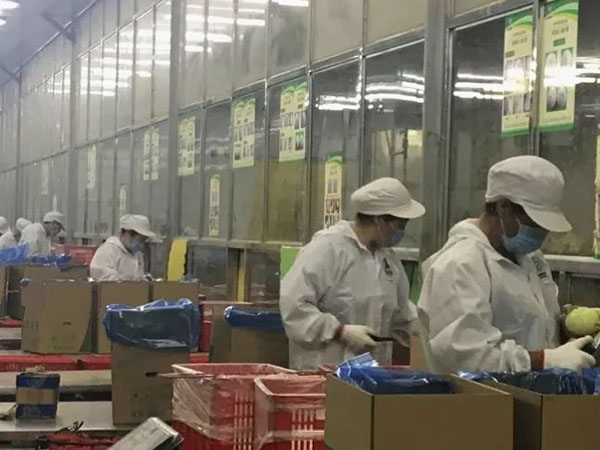 【城事】冬奧餐桌上有咱平度菜！平度企業(yè)供應(yīng)40多噸圓蔥